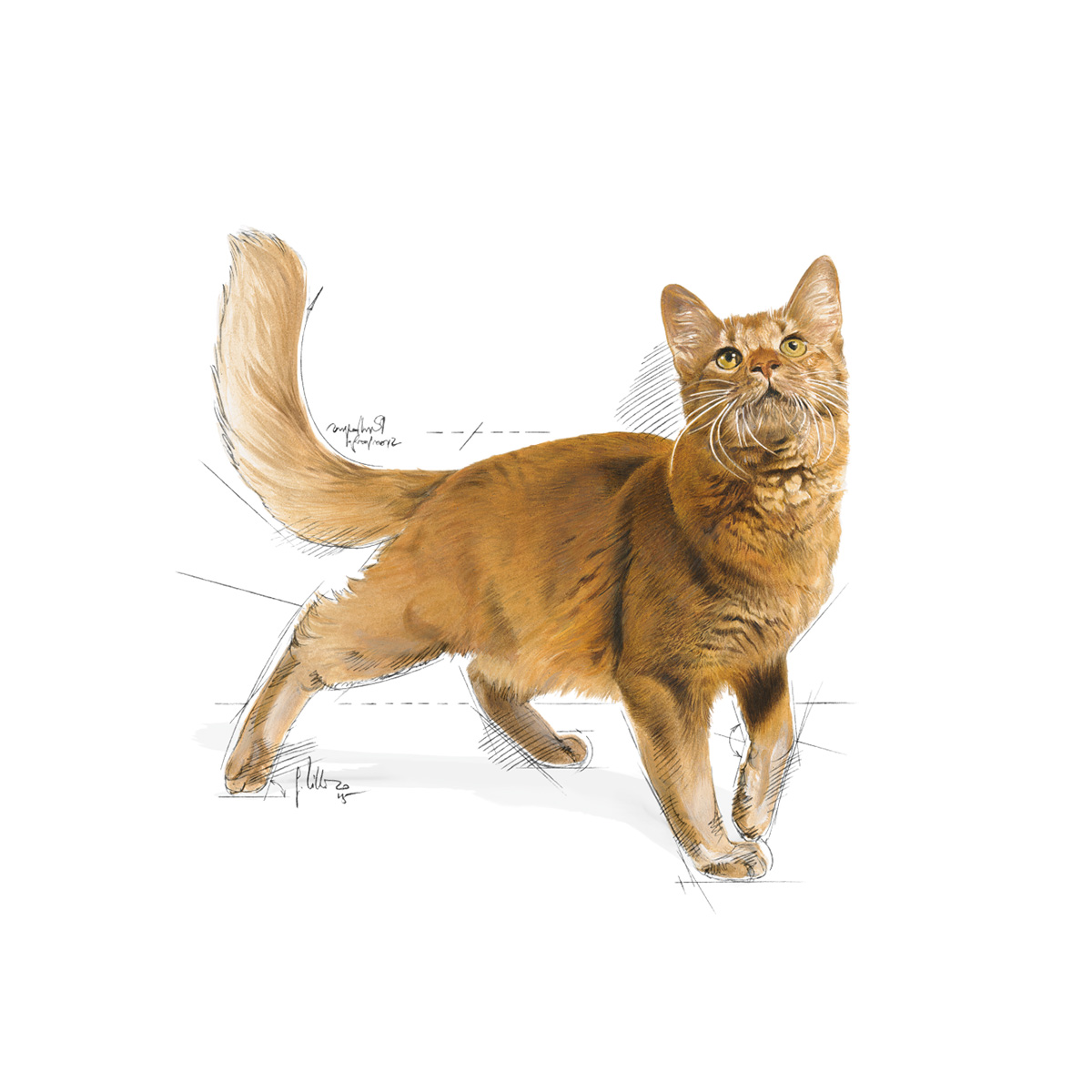 Royal-Canin-Regular-Fit-32-Adult-Cat-Food-Bottom