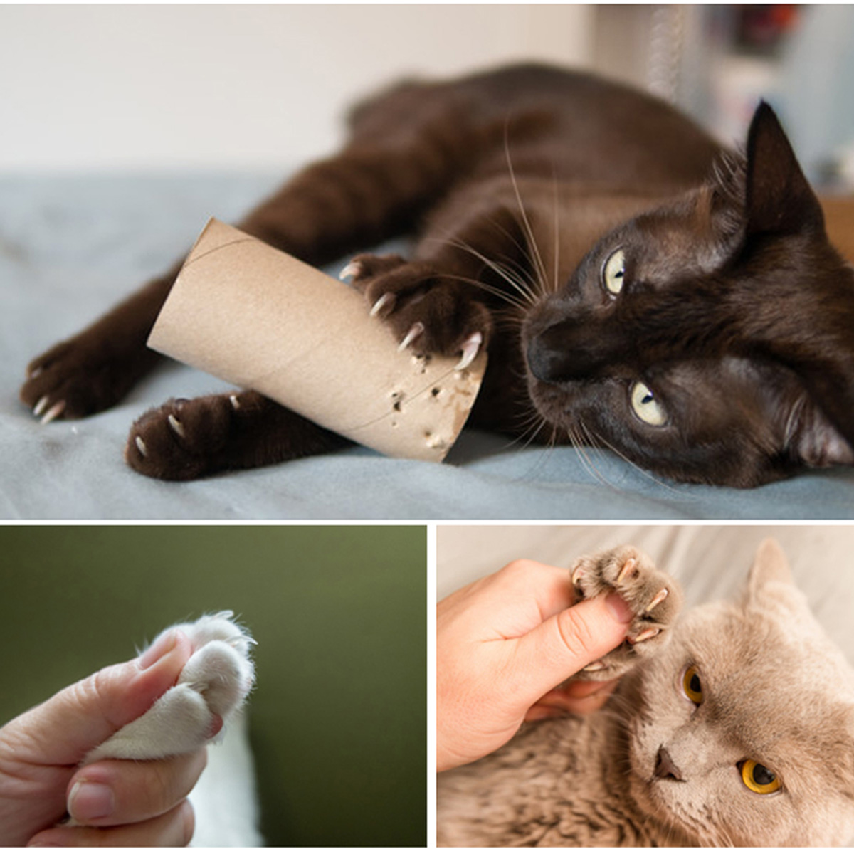 pet-nail-clipper